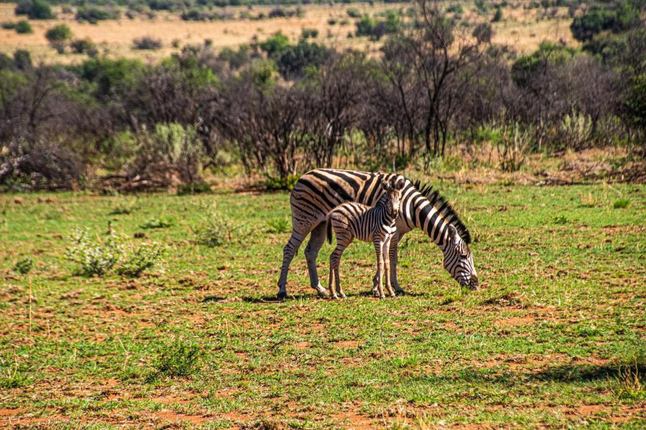 Tented Adventures Pilanesberg Exterior photo