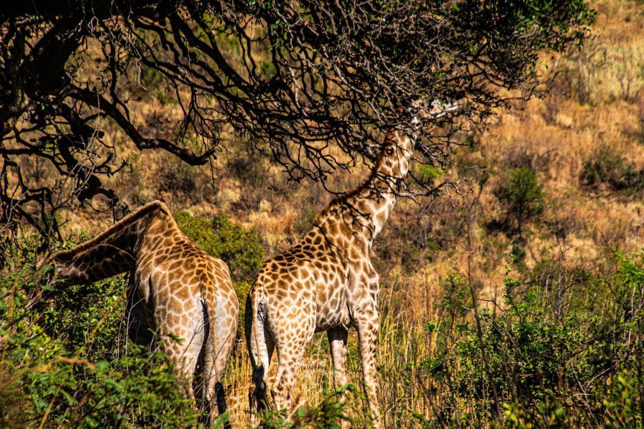 Tented Adventures Pilanesberg Exterior photo