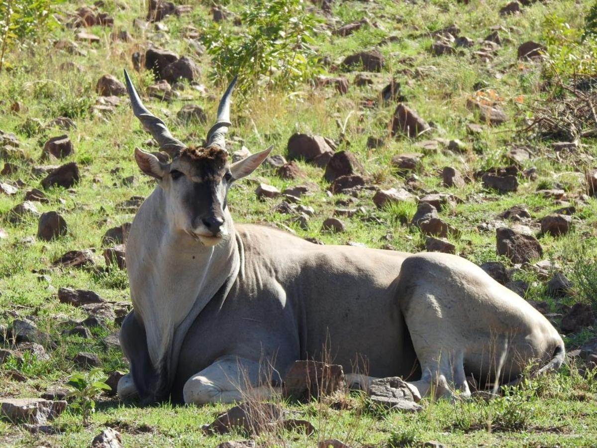 Tented Adventures Pilanesberg Exterior photo