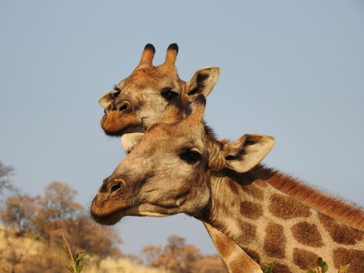 Tented Adventures Pilanesberg Exterior photo